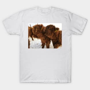 Scottish Highland Cattle Calves 1674 T-Shirt